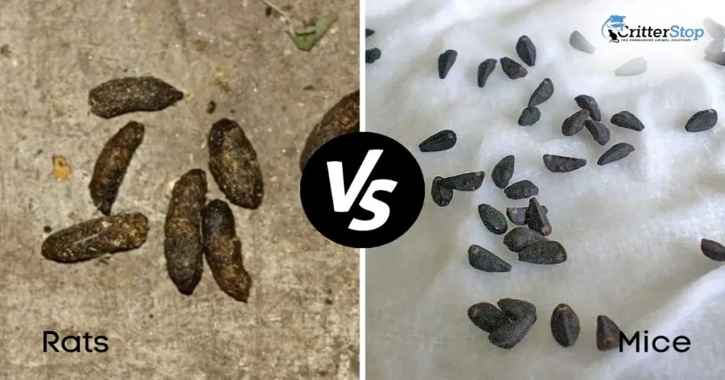 How to Identify Rodent Infestation with Mouse Poop Pictures