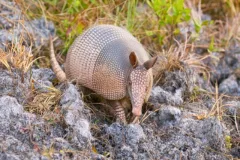 armadillo trapping services health concerns