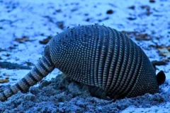 armadillo trapping services irrigation issues