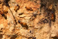 commercial pest control ants