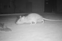 commercial pest control rodents