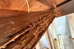 commercial pest control termites