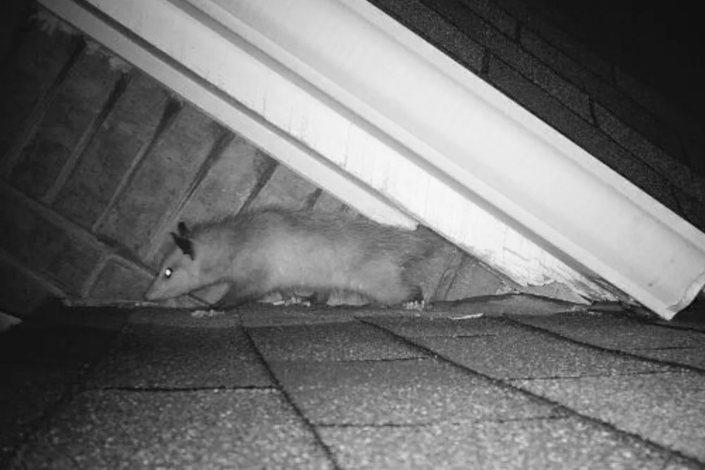 critter library opossums