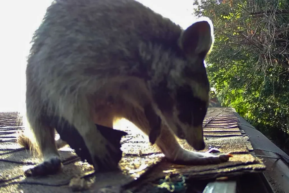 critter library raccoon