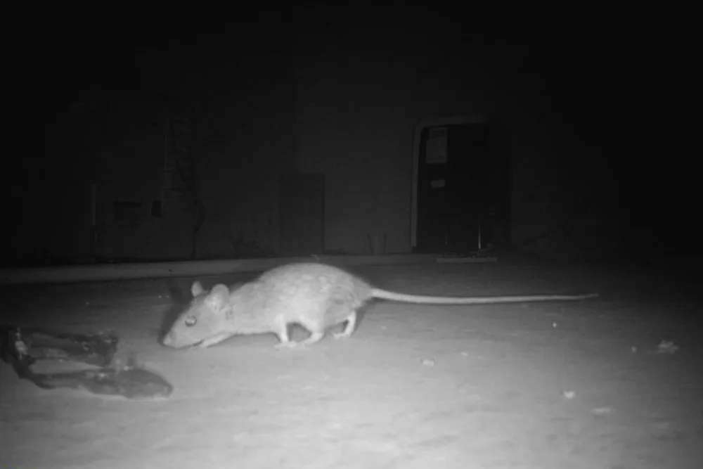 critter library rats