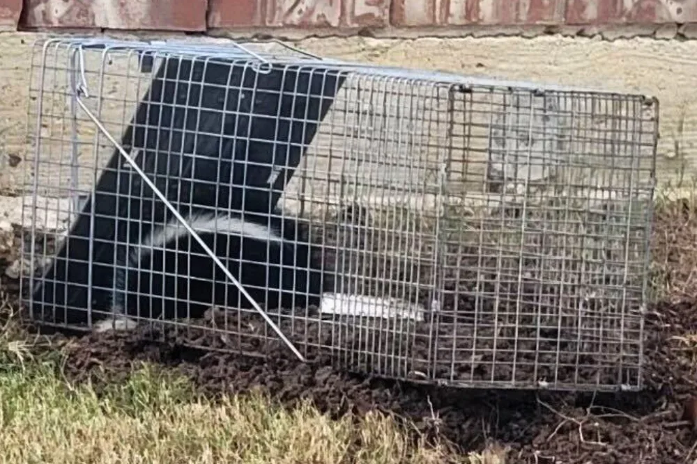critter library skunks