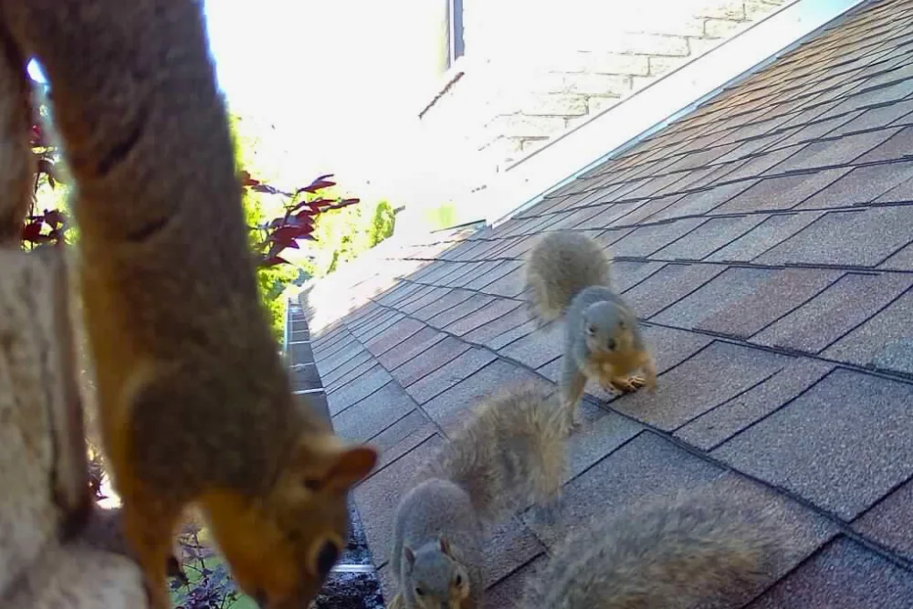 critter library squirrel
