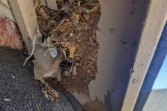 critter stop raccoon removal services damage