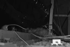 critter stop rat exterminator services infestation