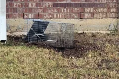 critter stop skunk trapping services lawn damage