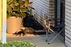 critter stop skunk trapping services spray