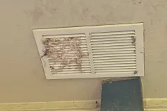 critter stop spider control clogged vents