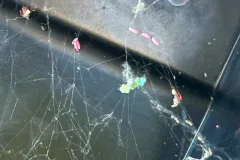 critter stop spider control webs