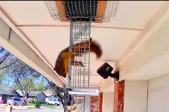 critter stop squirrel removal services sounds