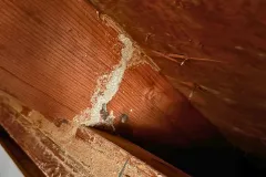 critter stop termite control damage