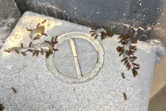 critter stop termite control tainted food