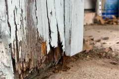 critter stop wildlife removal damage