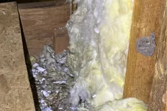 critter stop wildlife removal foul odour
