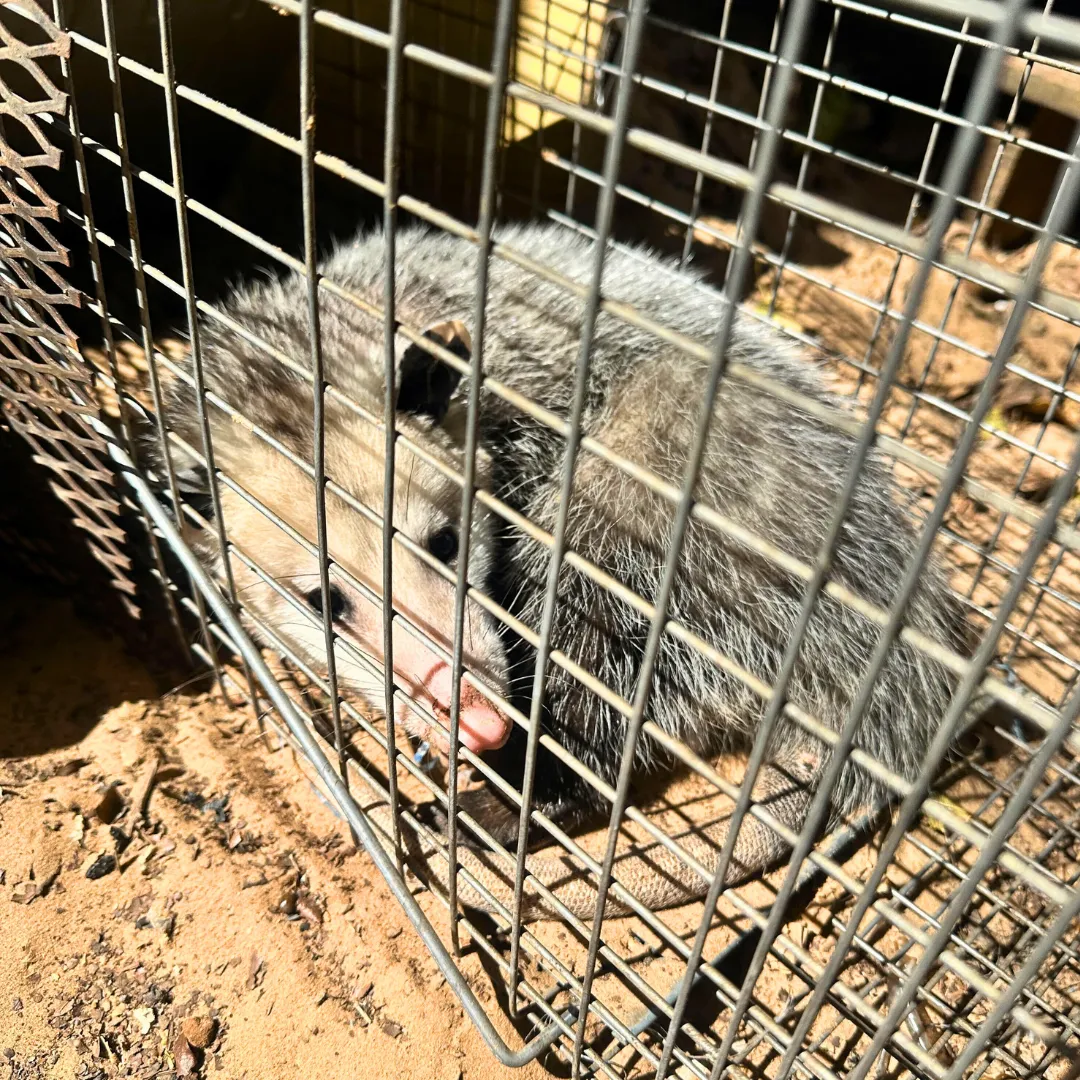 critter stop wildlife removal opossum