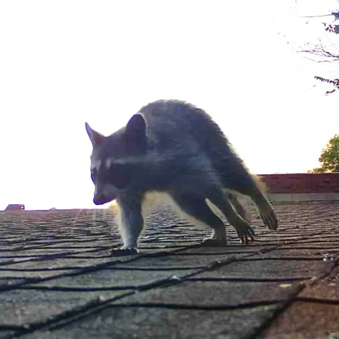 critter stop wildlife removal raccoon