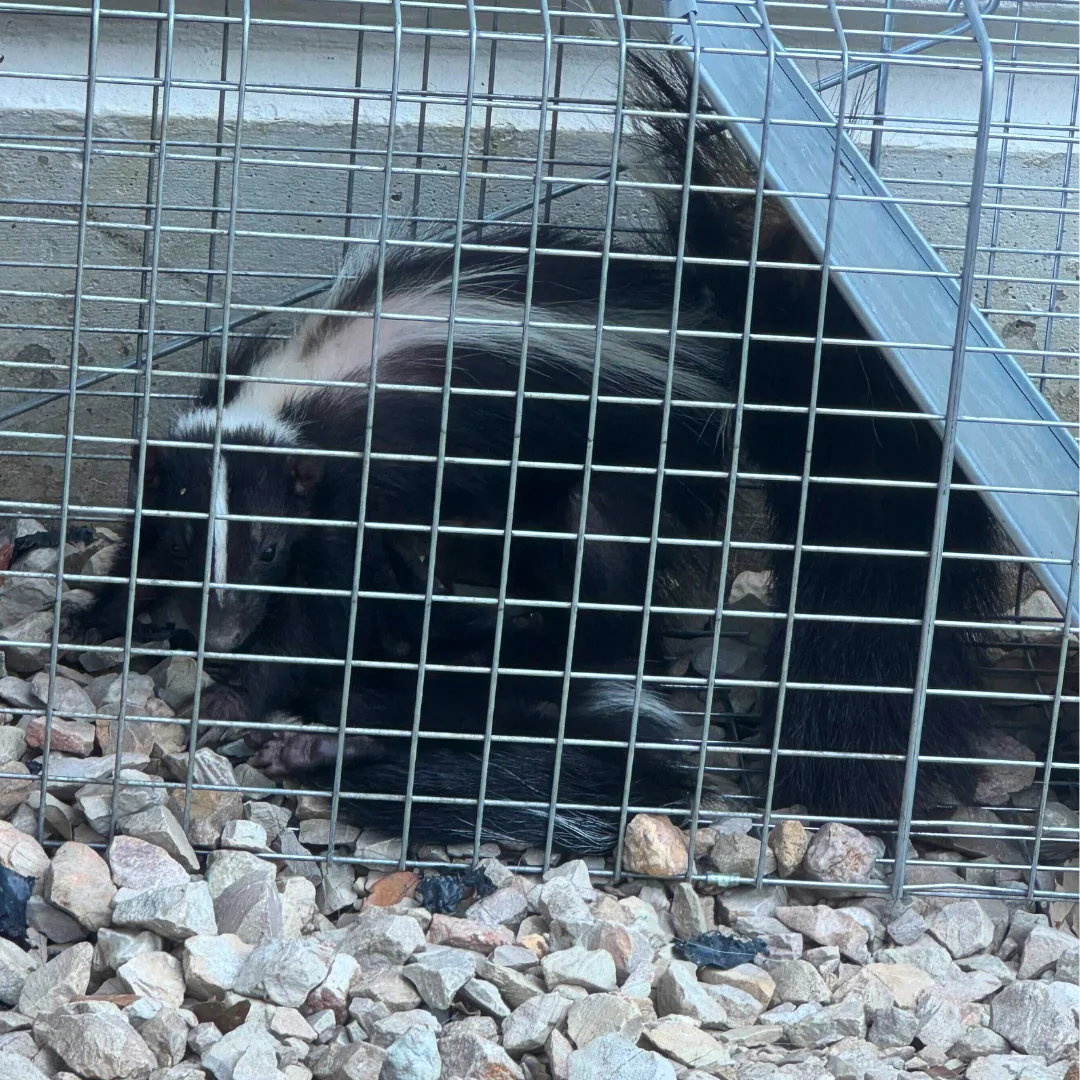 critter stop wildlife removal skunk