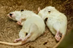 dead animal removal services foul odor