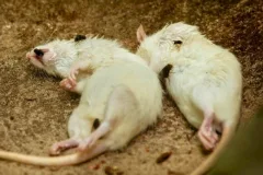 dead animal removal services foul odor