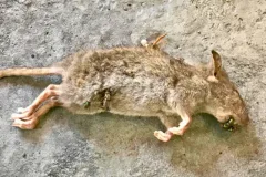 dead animal removal services pest infestation