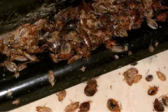 expert bed bug exterminator services damage to belongings