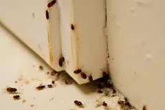 expert bed bug exterminator services home invasion