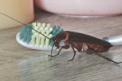 german cockroach control near me health risk