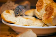mice exterminator services food contamination