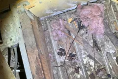 opossum trapping services disease Spread