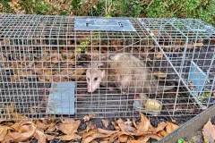 opossum trapping services trash scattering