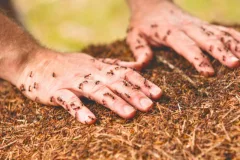 professional ant control near me health risk