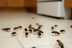 professional cockroach control near me reproduction