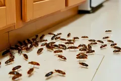 professional german cockroach control near me reproduction