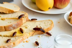 professional german cockroach control near me tainted food