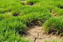 professional mole removal services lawn damage