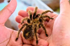 professional spider control health risk