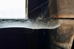 professional spider control structural impact