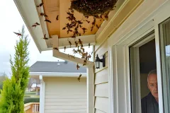 professional wasp removal health issues