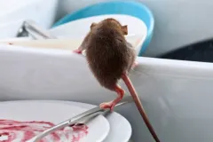 rat exterminator services food contamination