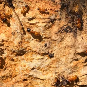 residential pest control ants