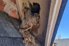 residential pest control protect 1