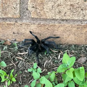 residential pest control spider