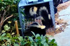 skunk trapping & removal services disease concerns