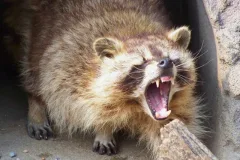 wildlife removal near me health concerns rabid raccoon
