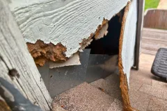 wildlife removal near me property damage