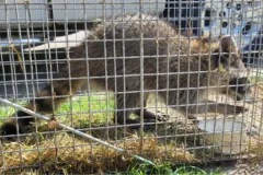 wildlife removal near me structual issues unpleasant odors